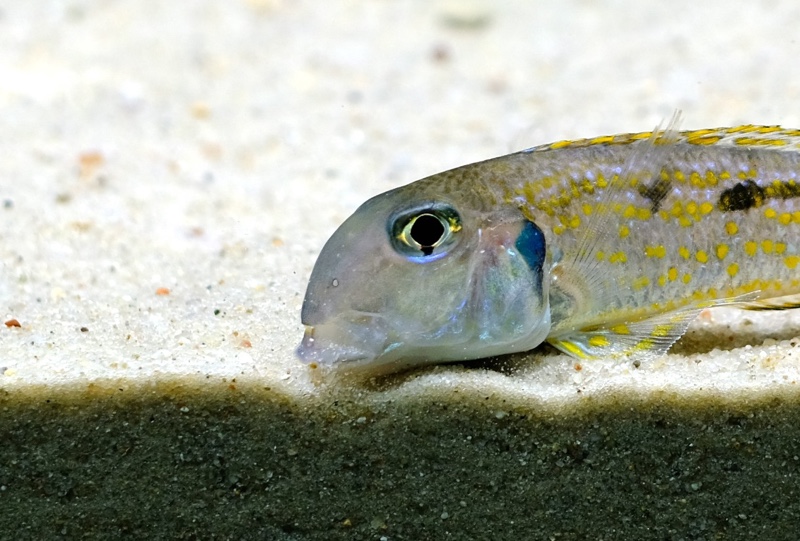 Xenotilapia singularis 'Kerenge Island'